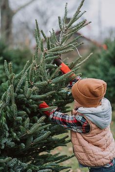 a person cutting down a christmas tree