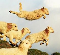 four sheep are jumping in the air on top of a hill with clouds behind them