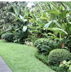 a lush green garden filled with lots of trees and plants next to a wooden walkway