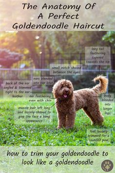 the anatomy of a perfect goldendoodle haircut how to trim your goldendoodle to look like a goldendoodle