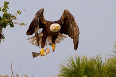 an eagle with its wings spread out and it's talon extended