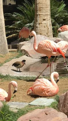 there are many flamingos that are standing in the grass