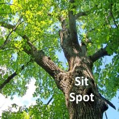 a tree with the words sit spot on it's trunk in front of some green leaves