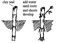 the diagram shows how to use clay seal and water until roots are overlayed