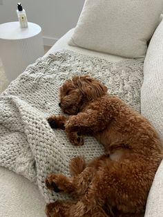 a brown dog laying on top of a white couch next to a cup and blanket