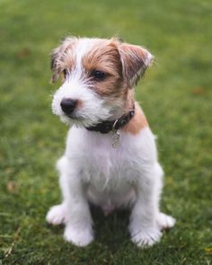 a small brown and white dog sitting in the grass