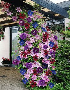 the flowers are growing on the side of the building