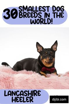 a small dog laying on top of a fluffy pink blanket with the words 30 smallest dog breeds in the world