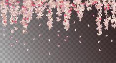 pink and white flowers on transparent background