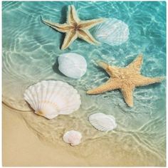 three starfish and two seashells in the water on a beach with waves