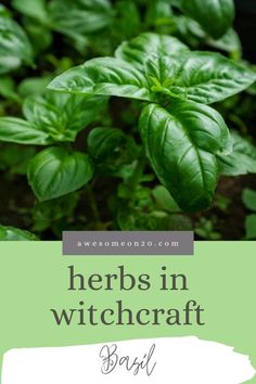 herbs in the garden with text overlay that reads herbs in witchcraft basil