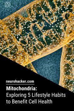 To achieve higher levels of performance we must optimize our mitochondria, the powerhouse of our cells, to produce energy. In this post, let’s tackle 5 more lifestyle habits we can implement to achieve healthier mitochondria | Neurohacker #mitochondria #neurohacking #biohacking #cellularenergy #holistichealth How To Regulate Hormones, Restorative Sleep, Protein Diets, Lifestyle Habits, Emotional Wellbeing, Anti Aging Tips, High Intensity Interval Training