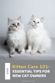 two white kittens sitting next to each other on top of a gray surface with the caption kitten care 101 essential tips for new cat owners