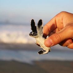 a hand holding a baby turtle on the beach