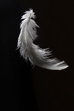 a white feather hanging from the side of a black wall