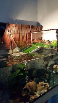 an aquarium with rocks and plants in it