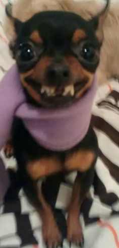 a small dog wearing a purple scarf on top of a white and black bed sheet