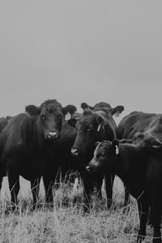 black and white photograph of cows standing in a field with one looking at the camera