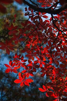 bright red leaves hang from the branches of a tree