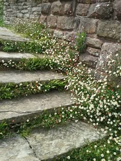 some white flowers are growing on the stone steps