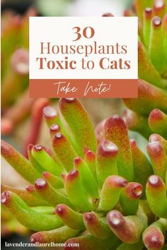 some plants with the words 30 houseplants tonic to cats on top of them