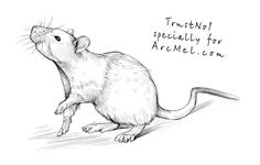 a drawing of a rat with the caption truth is specially for archmel com