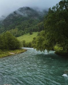 a river running through a lush green forest filled with lots of trees and mist covered mountains in the distance