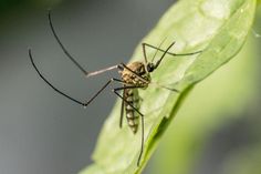 a close up of a mosquito on a leaf