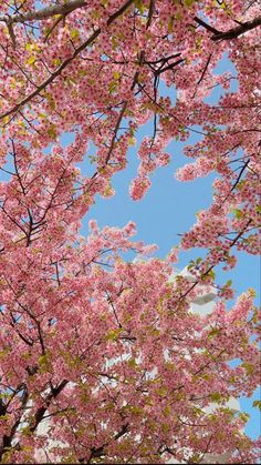 pink flowers are blooming on the branches of trees in front of a clock tower