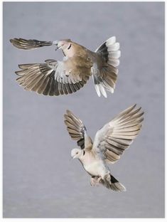 two birds flying next to each other in the air