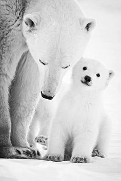 an adult polar bear standing next to a baby polar bear