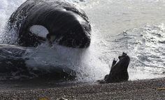 an animal that is sitting in the sand near some water and another animal with it's mouth open