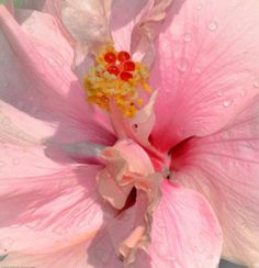 a pink flower with water droplets on it's petals and yellow stamens