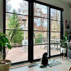 a cat sitting on the floor in front of a sliding glass door that leads to a patio