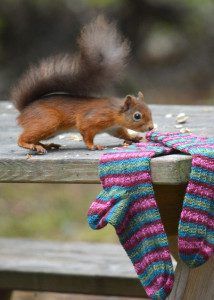 a squirrel is standing on a picnic table next to a pair of knitted mitts