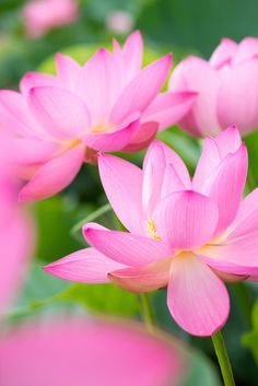 pink flowers with green leaves in the background