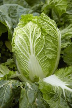 some green leafy vegetables are growing in the garden