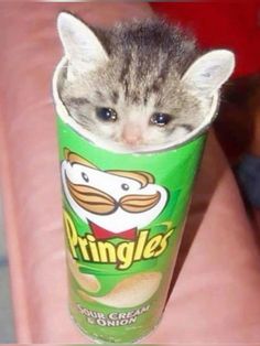 a kitten in a cup that says pringles