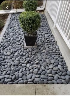 a small potted plant sitting on top of a gravel path next to a white fence