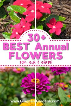 the best annual flowers for sun and shade