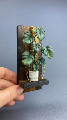 a miniature houseplant in a pot on a wooden shelf with a hand holding it