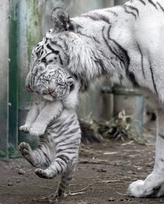 two white tiger cubs playing with each other