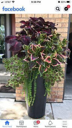 a large potted plant with purple and green leaves on the side of a building