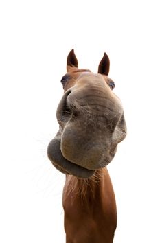 a brown horse with it's mouth open looking at the camera while standing in front of a white background