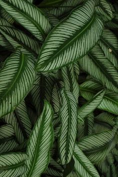 green leaves are shown in this close up photo