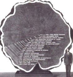 a man standing in front of a large tree stump