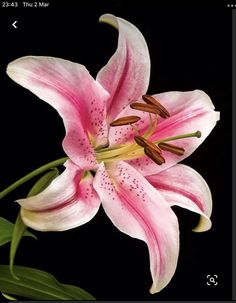 a pink flower with green leaves on a black background