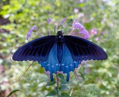 a blue butterfly sitting on top of a purple flower