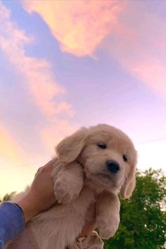 a person holding a small white dog in their arms with the sky and trees behind them