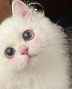 a white kitten with blue eyes looking at the camera